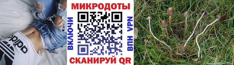 купить наркоту  Бабаево  Псилоцибиновые грибы Cubensis 